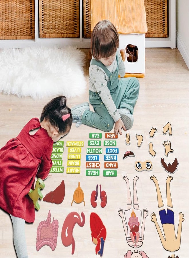 BEUNITONE Body Parts Learning Felt Story Board for Family 48 Pcs Large Preschool Human Organ Name Words Useful Felt Story Board Set Wall Activity for Birthday Christmas New Year Gifts - Image 4